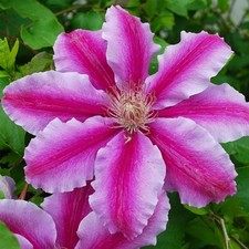 Clematis Dr Ruppels in 9cm