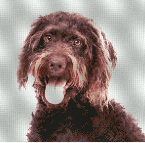 Labradoodle brown dog - labradoodle,