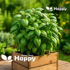 Herb - Basil Genovese - 1000 Seeds - The finest basil variety - Ocimum Basilicum