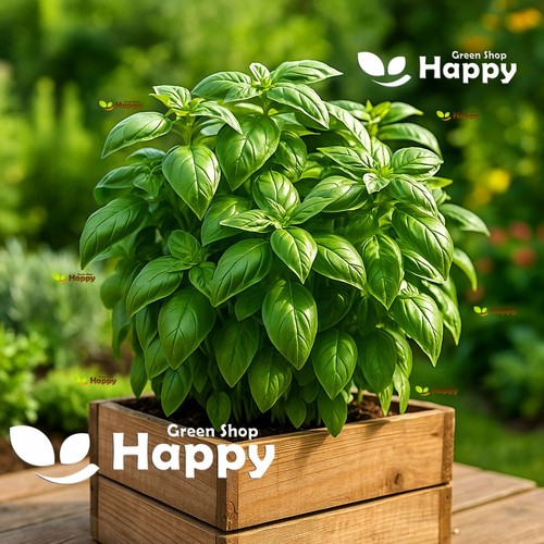 Herb basil genovese - basil,