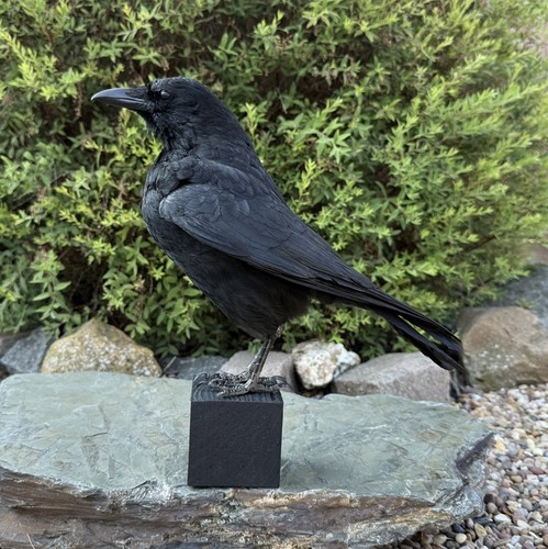Taxidermy crow not raven - 🎃,