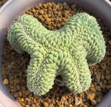 Strombocactus disciformis