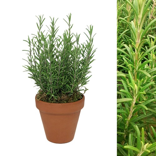 Rosemary herb plant 15cm - herb, in