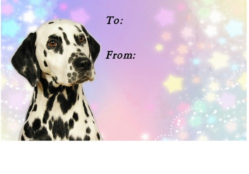 Dalmatian dog self adhesive - dalmatian,