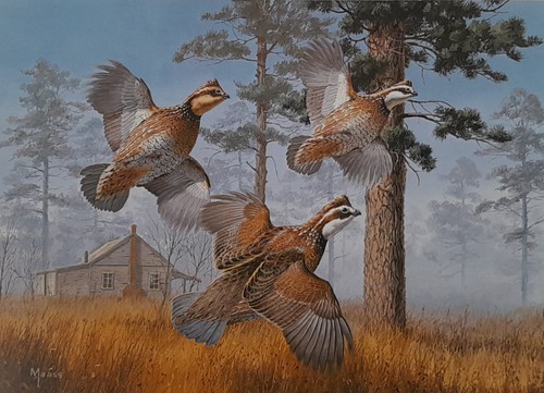 Bobwhite quail david maass - bobwhite,