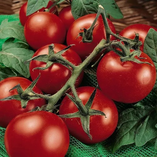 Tomatoes plants ready for - 5x,