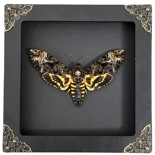 Real framed death - framed,