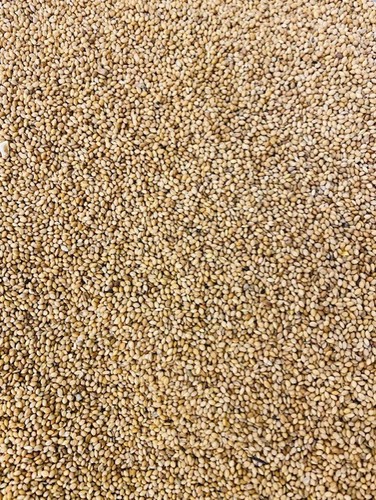 Panicum millet seed bird - panicum,
