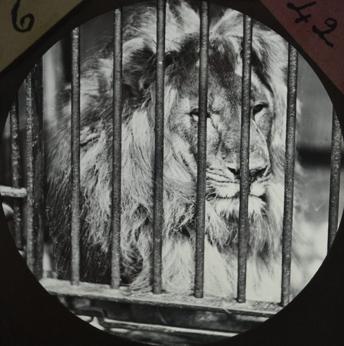 Babylonian lion leo persica - babylonian,