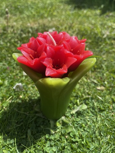 Vintage amaryllis red - vintage,