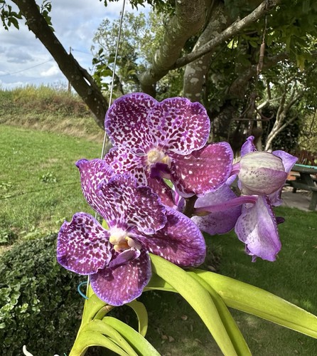 Vanda orchid bloom - vanda, in