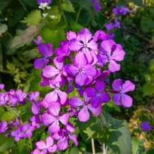 Lunaria Honesty x3 - Bare Root