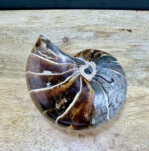 Fossil nautilus large - fossil,