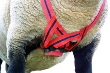 Mating mark Delux Ram Harness