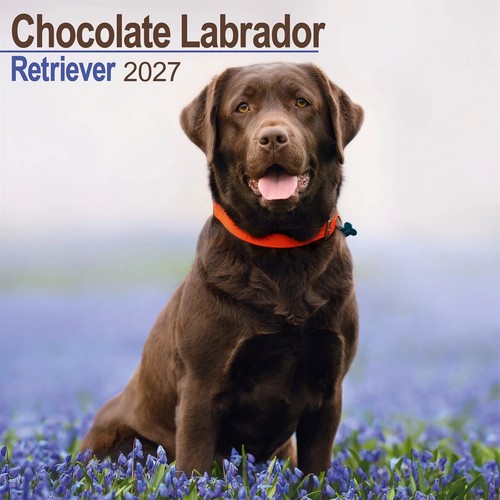 Chocolate labrador retriever - chocolate,