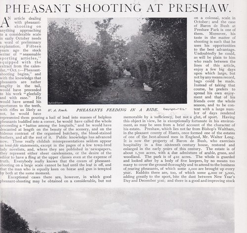 Pheasant shooting preshaw - pheasant, at