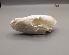 Fox Skull, Skulls, Bones