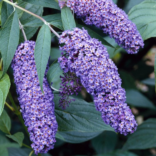 Buddleia davidii nanho blue - blue,