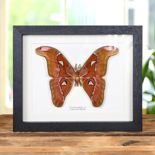 Pink atlas moth - moth, frame
