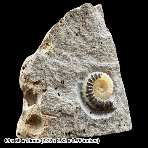 Promicroceras calcite ammonite - promicroceras,