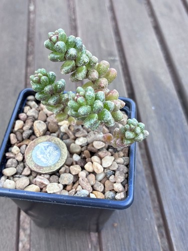 Sedum furfuraceum the bonsai - sedum,