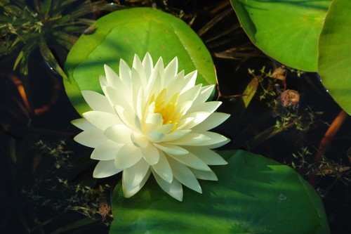 Nymphaea gonnere water - 'gonnere', lily