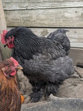12+++ Standard Large Fowl