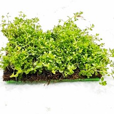 Live Aquarium Beginner Easy