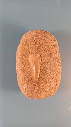 Fossil mosasaur tooth - tooth,