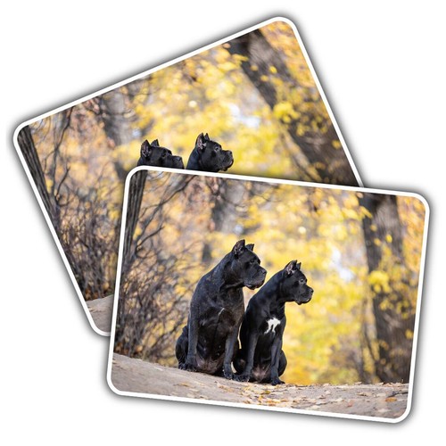 Vinyl sticker cane corso - 2x,