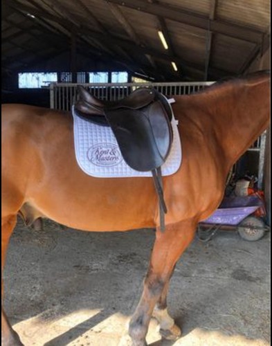 Ideal jessica dressage saddle - jessica,