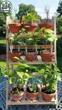 Starter bonsai collection - bonsai,