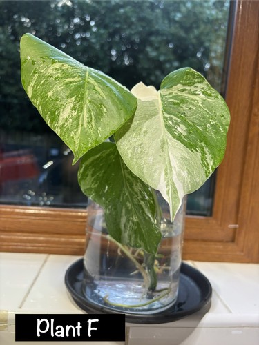 Monstera albo variegated - monstera,