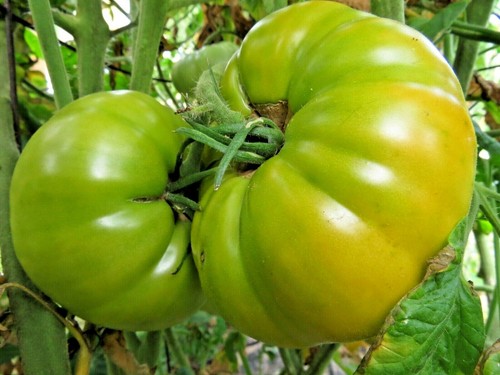 Orlov giant yellow - giant, huge