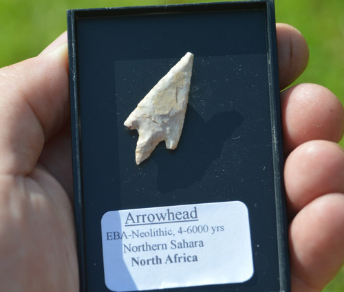 Amazing prehistoric - amazing,