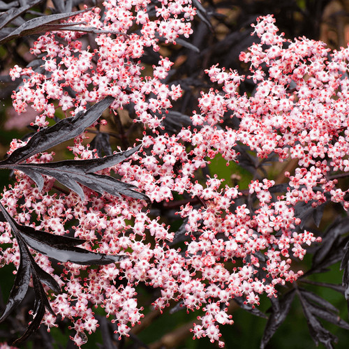 Sambucus nigra black - 'black, lace'