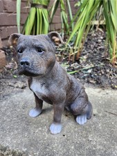 Staffordshire brindle staffie - staffordshire,