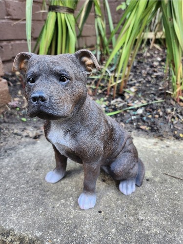 Staffordshire brindle staffie - brindle,