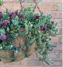 Sedum Athoum 3* 5cm Cuttings Ground Cover Hanging Basket Winter hardy