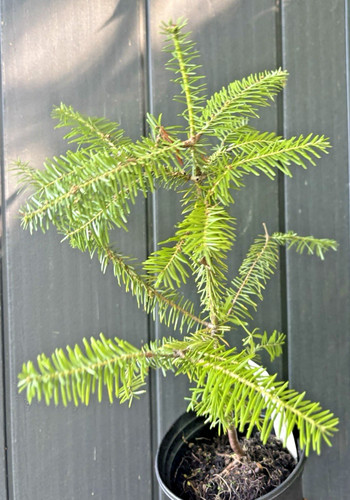 Abies fraseri fraser fir - abies,