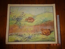 ENID BLYTON Nature Plate Picture Frogs~Large Original 1940s Vintage Print~ Soper