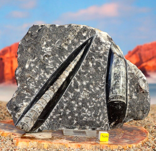 Superb fossil orthoceras - superb,