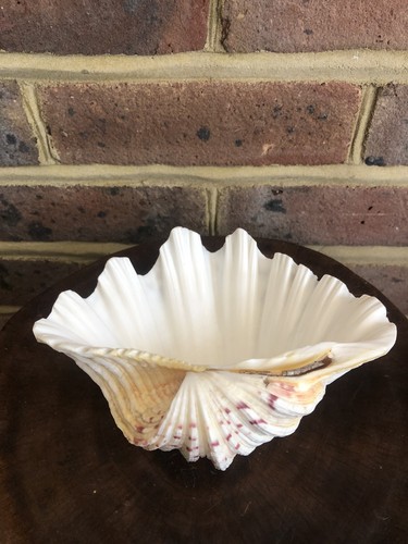 Large vintage tridacna sea - tridacna,