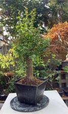 Large Impressive Hawthorn