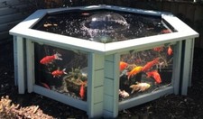 Lily Garden Aquarium raised