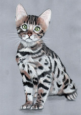 Original Coloured pencil artwork picture Stunning Silver Bengal kitten cat