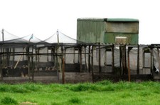 Photo 6x4 Pens for rearing