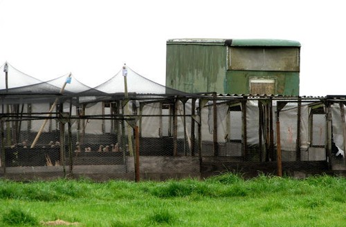 Photo 6x4 pens for rearing - photo,