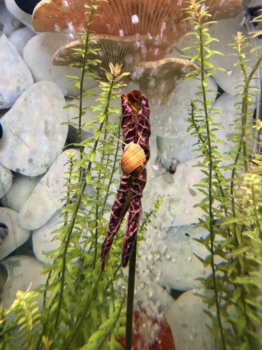 Premium mystery snails - 3,