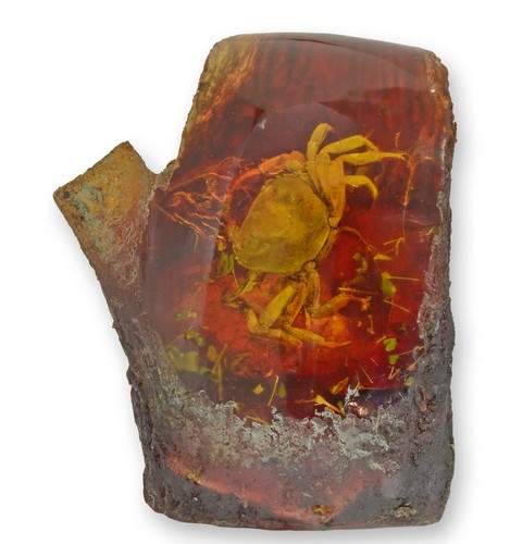 Crab artificial amber fossil - amber,